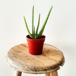 Aloe Vera-1