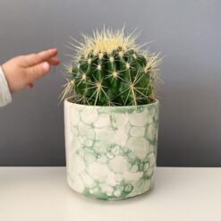 Bitkiler