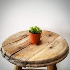 Sedum Compressum