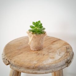 Succulent Mix-100