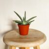 Succulent Mix-172