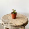 Succulent Mix-207