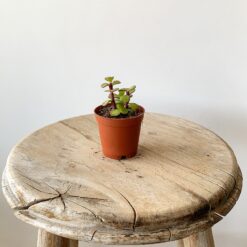 Succulent Mix-207