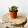 Succulent Mix-210