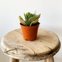 Succulent Mix-210