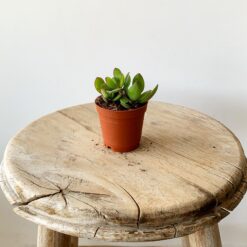 Succulent Mix-204