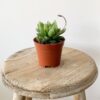 Succulent Mix-213