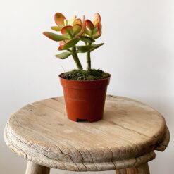 Crassula Ovata